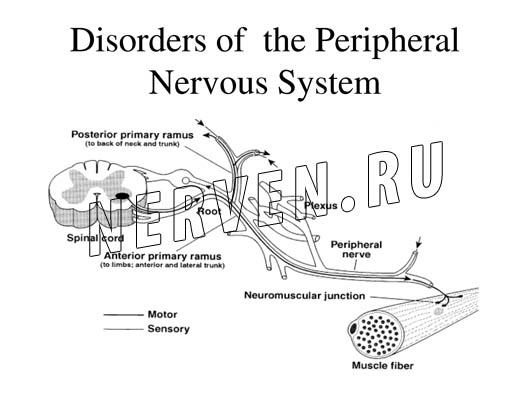 Травматические поражения периферической нервной системы